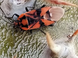 B&B Crociferi Catania