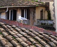 Casa de' Fiori Biscione