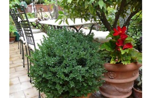 La Terrazza dei Pelargoni B&B