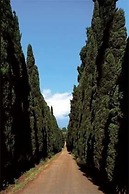 Tenuta di Pietra Porzia