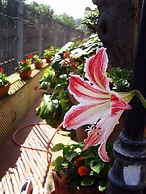 Domus San Vincenzo - Casa Religiosa di Ospitalità