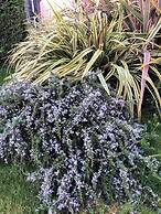 Villa Giotto Luxury Suite & Apartments