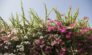 Hotel Karia Princess