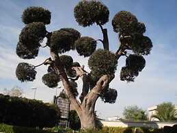 La Rosa Blu Bed & Breakfast