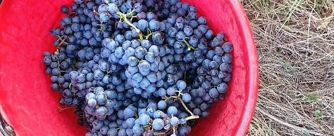 Agriturismo Tenuta La Fratta