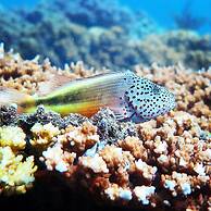 Bloo Lagoon Eco Village