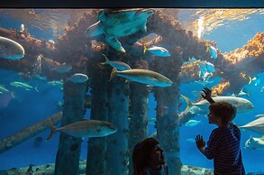 Staybridge Suites Corpus Christi by IHG