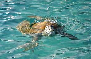 Peninsula Airlie Beach