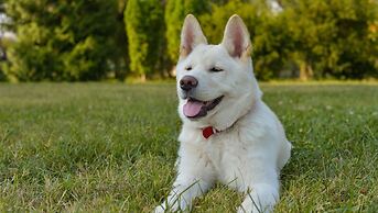 American Inn And Suites Childress