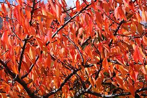 Arrowtown House Boutique Accommodation