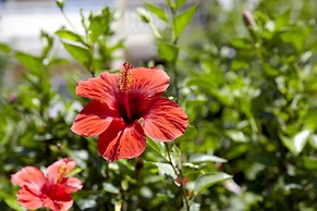 Sunshine Rhodes - All Inclusive