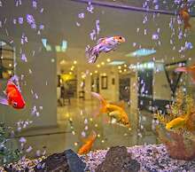 Hotel Sinatra - All Inclusive