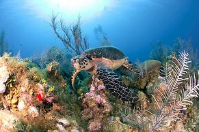 Aqua Bay Club Condos