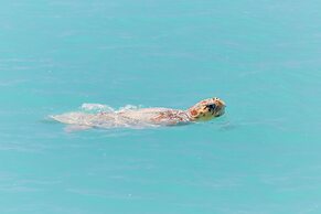 RAC Monkey Mia Dolphin Resort