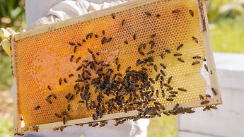 InterContinental Fiji Golf Resort & Spa by IHG