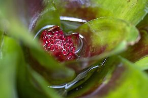 Pumilio Mountain & Ocean Hotel