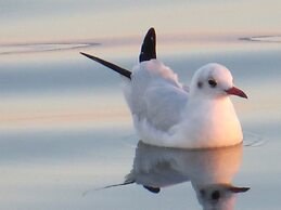 Ambassador Guest House