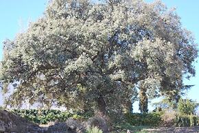 La Encina Centenaria