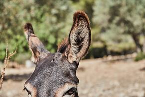Agritourismo Alquería Blanca