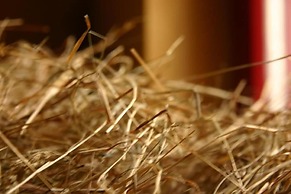 Hotel Dittrichs Erben