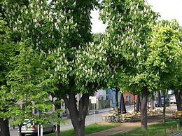 Hotel Dittrichs Erben