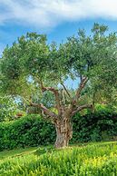 Ammon Zeus Luxury Beach Hotel