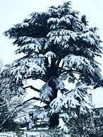 Glewstone Court Country House Hotel