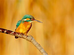 Cas Ferrer Nou Hotelet