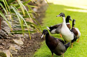 Tall Timbers Tasmania