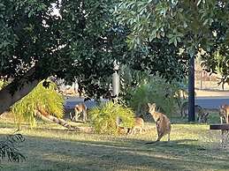 Albert Park Motor Inn