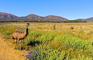 Discovery Resorts – Wilpena Pound