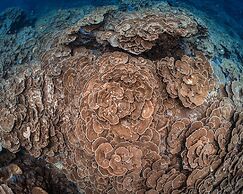 Park Hyatt Maldives Hadahaa