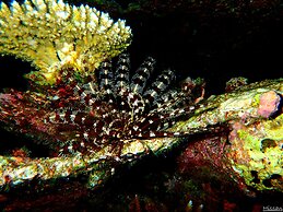 Park Hyatt Maldives Hadahaa