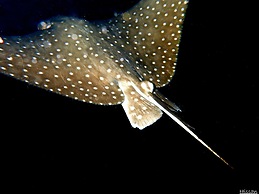 Park Hyatt Maldives Hadahaa