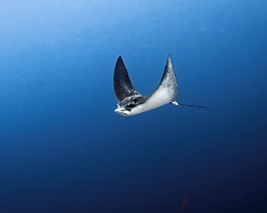 Park Hyatt Maldives Hadahaa