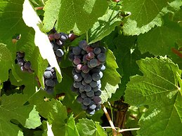 Hotel Rural Quinta do Silval