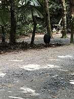 Daintree Wilderness Lodge