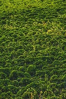 Kallikoros Country Resort & Spa