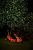 Sitia, GreeceOlive Coast Suites