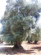 Residenza de Leonardis