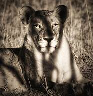 Honeyguide Tented Safari Camps - Mantobeni