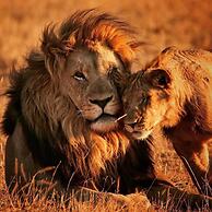 Honeyguide Tented Safari Camps - Mantobeni