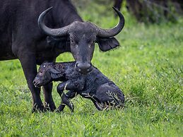 Honeyguide Tented Safari Camps - Mantobeni