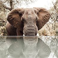 Honeyguide Tented Safari Camps - Mantobeni