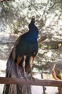 Golden Age Crystal Bodrum - All inclusive