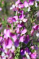 Garden Route Game Lodge