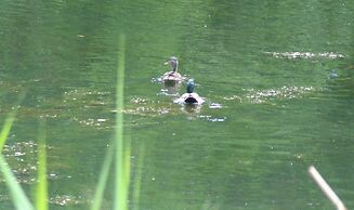 Motel Des Deux Lacs Inc