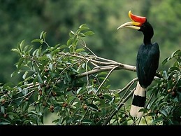 Belum Rainforest Resort