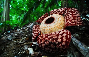 Belum Rainforest Resort