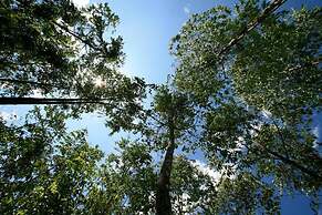 Belum Rainforest Resort